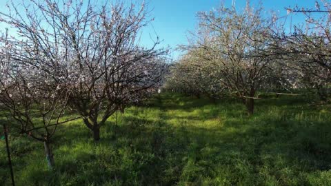 Manage Weeds on Your Farm Soil Health at Burroughs Family Orchards