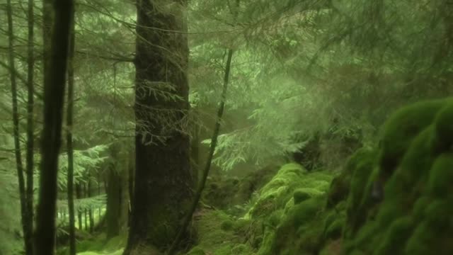 There is something mythical about this part of the forest