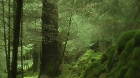 There is something mythical about this part of the forest