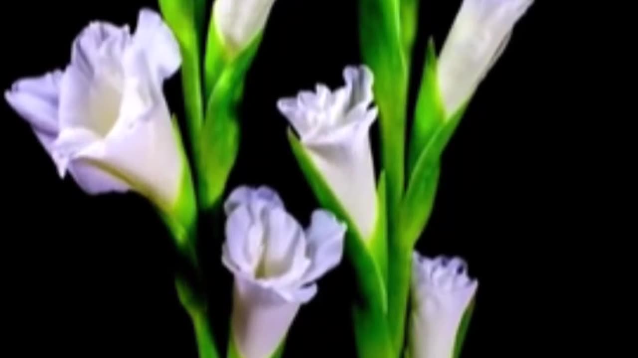 vídeos aleatórios assiste e seja bem vindo