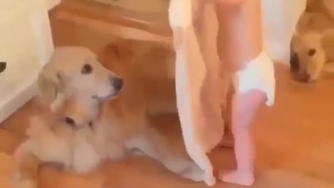 Funny animal videos|Cute animal videos |Funny dog&cat videos|Hilarious pet videos|Funny video