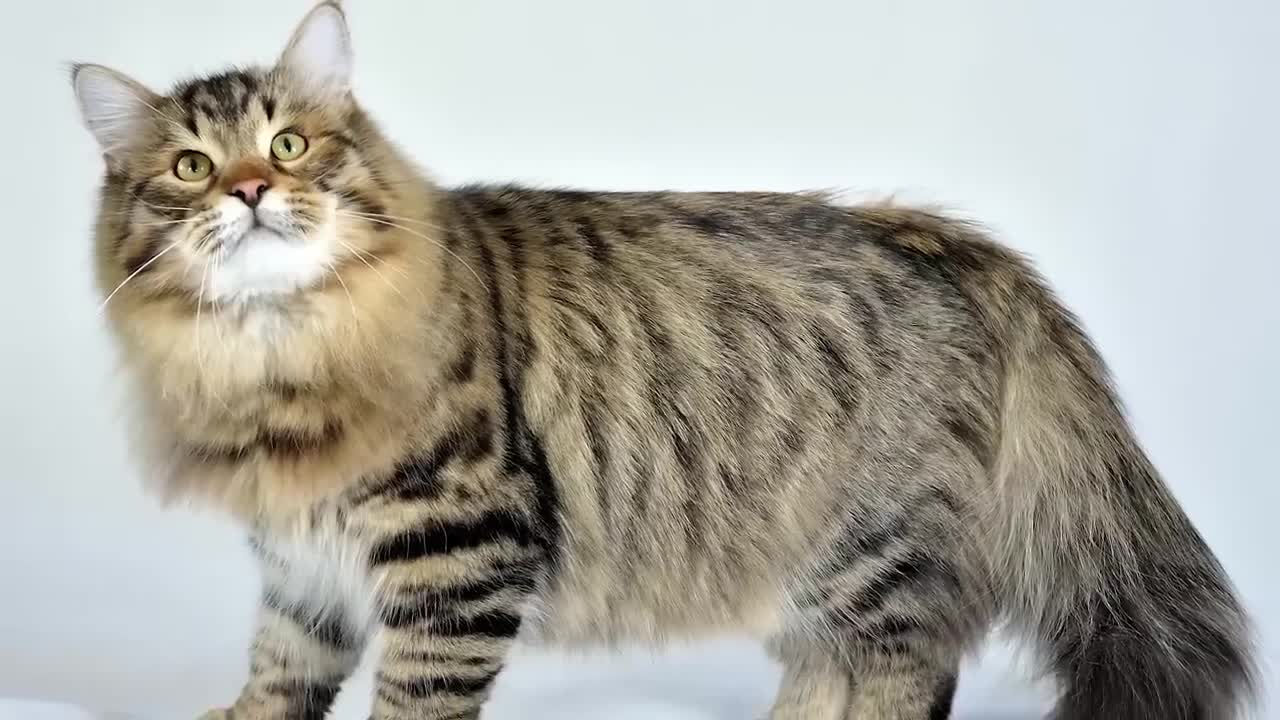 The BIGGEST CAT BREEDS In The World