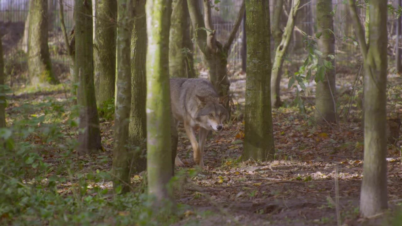 Wolf Walk