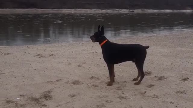 A Doberman named Jackson curiously watches the water and has fun on the beach