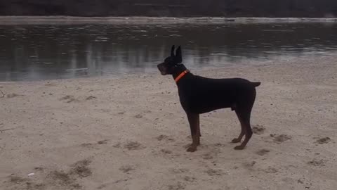 A Doberman named Jackson curiously watches the water and has fun on the beach