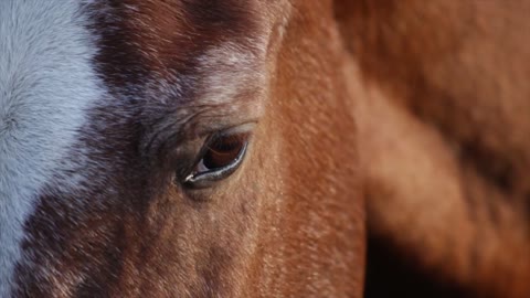 Close Up Video Of A Horse