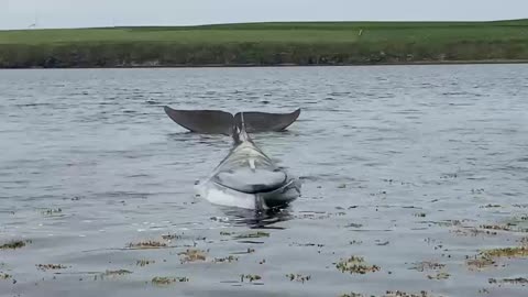 🇬🇧 WOW!!! MAN CATCHES UNBELIEVABLE FOOTAGE WHALE SONGS NATURE