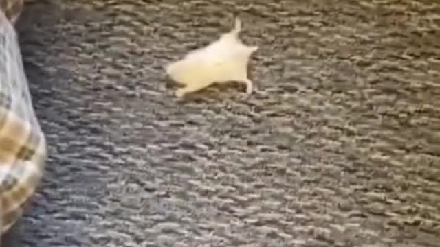 TOP 5 Funniest ANIMAL FAILS in 1 Minute!