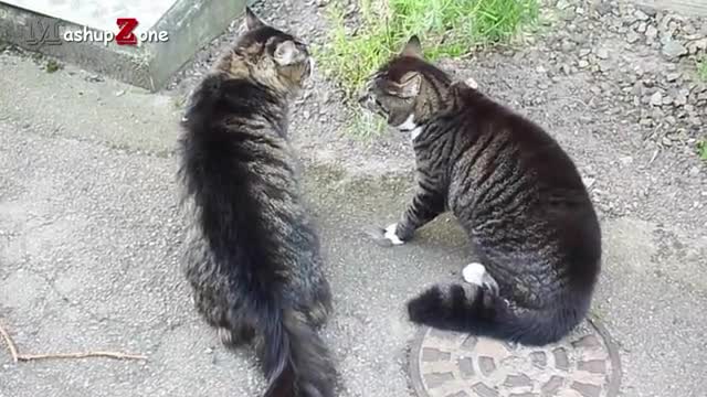 Funny Cats Arguing - Cats Talking To Each Other Compilation || NEW HD