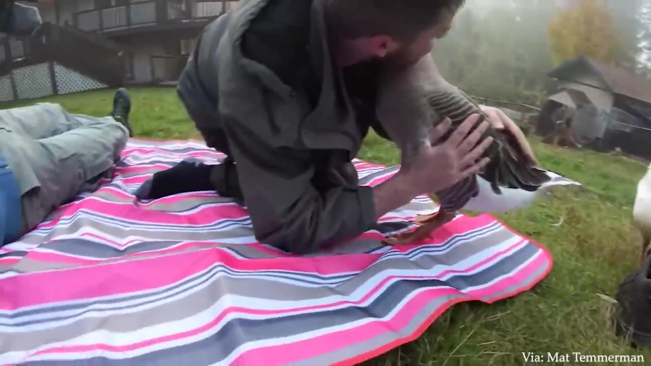 animals don't forget there owners
