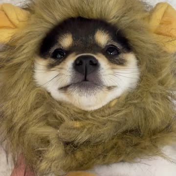 Match Puppy to the Owner I Lineup | Cut #006