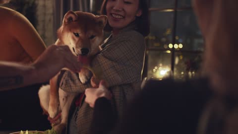 The dog is celebrating Christmas with his family on a winter (new dog video)