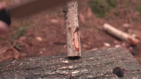 Big saw cutting tree