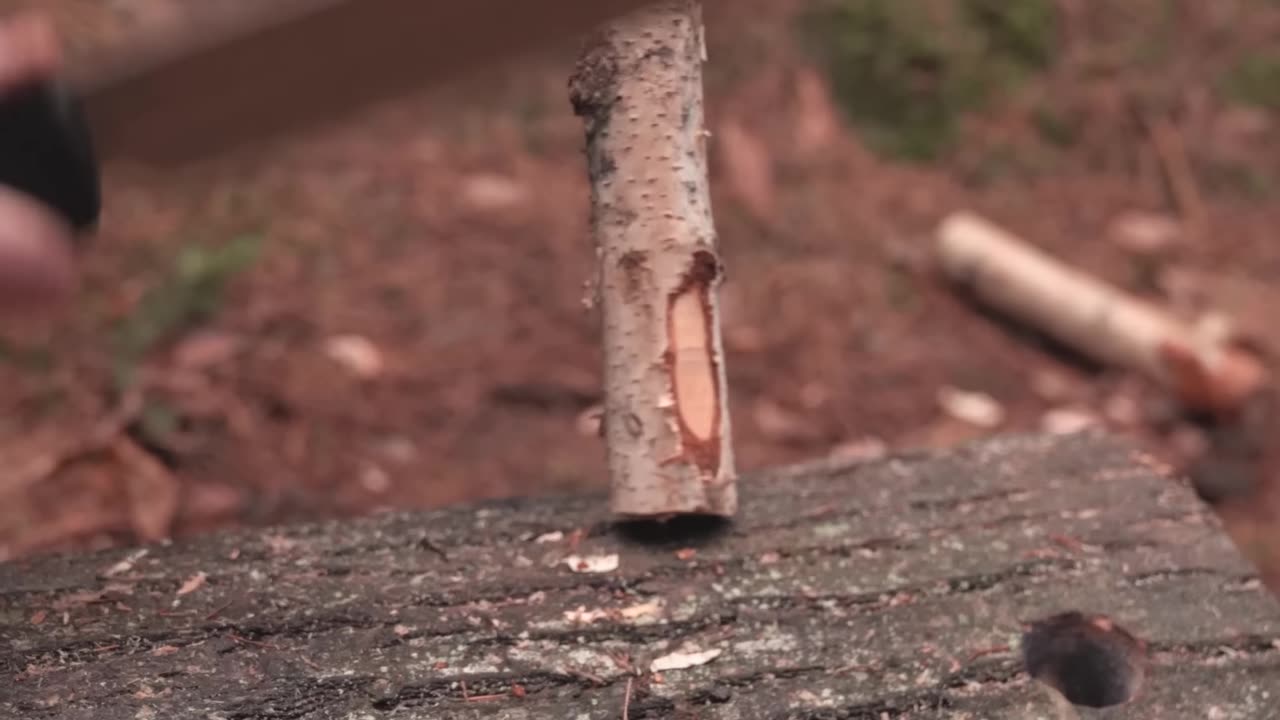 Big saw cutting tree