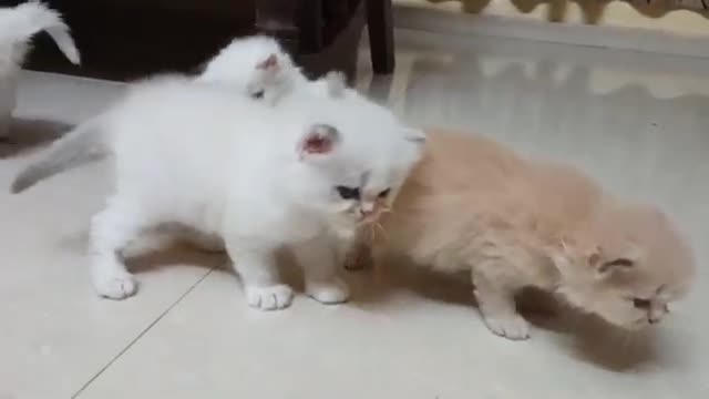 cute cat babys