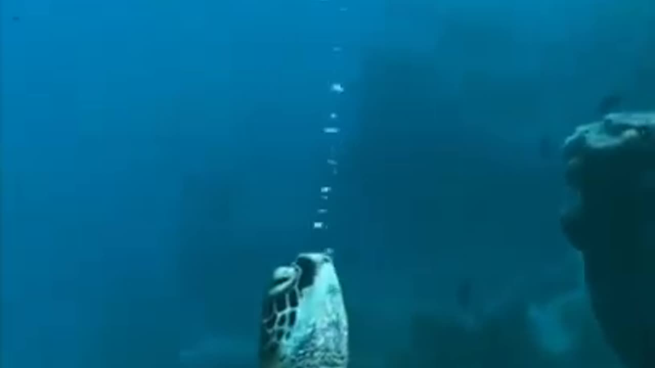 When Sea Turtles Sleep #shorts #viral #shortsvideo #video