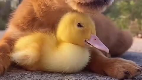 Cute Puppy and Bird Best Friends