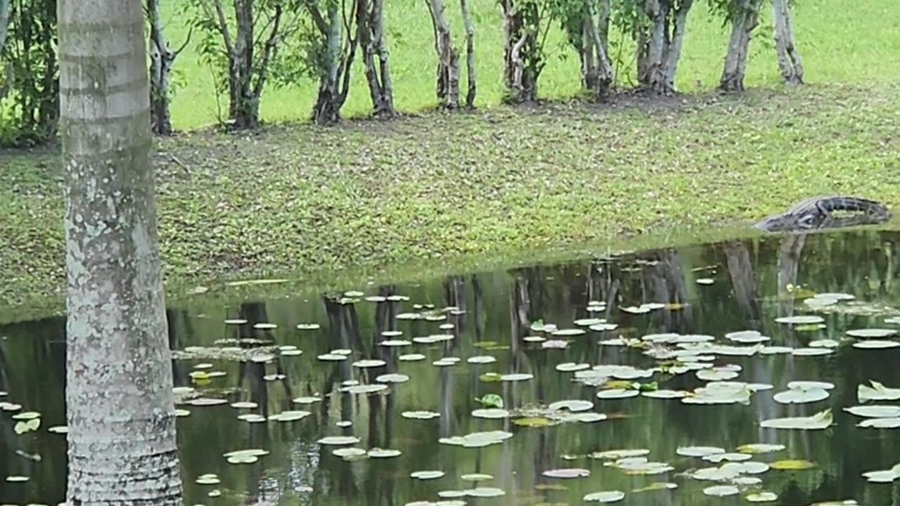 An Alligator eyeing Sandhill Cranes and Ibis.