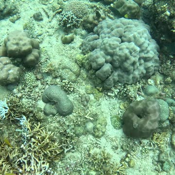 Freediving down to a beautiful sea slug in the tropical Philippines waters.