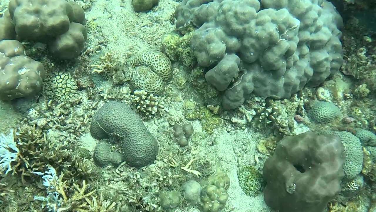 Freediving down to a beautiful sea slug in the tropical Philippines waters.