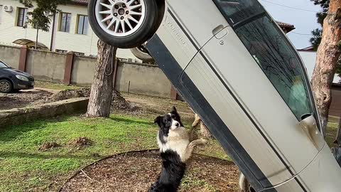 Using the Dog Jack