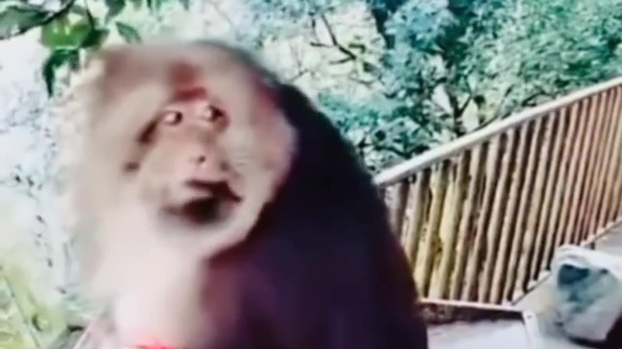 #funny #funnyvideos