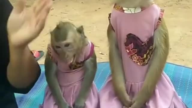 Monyet popular dan lucu dengan orang