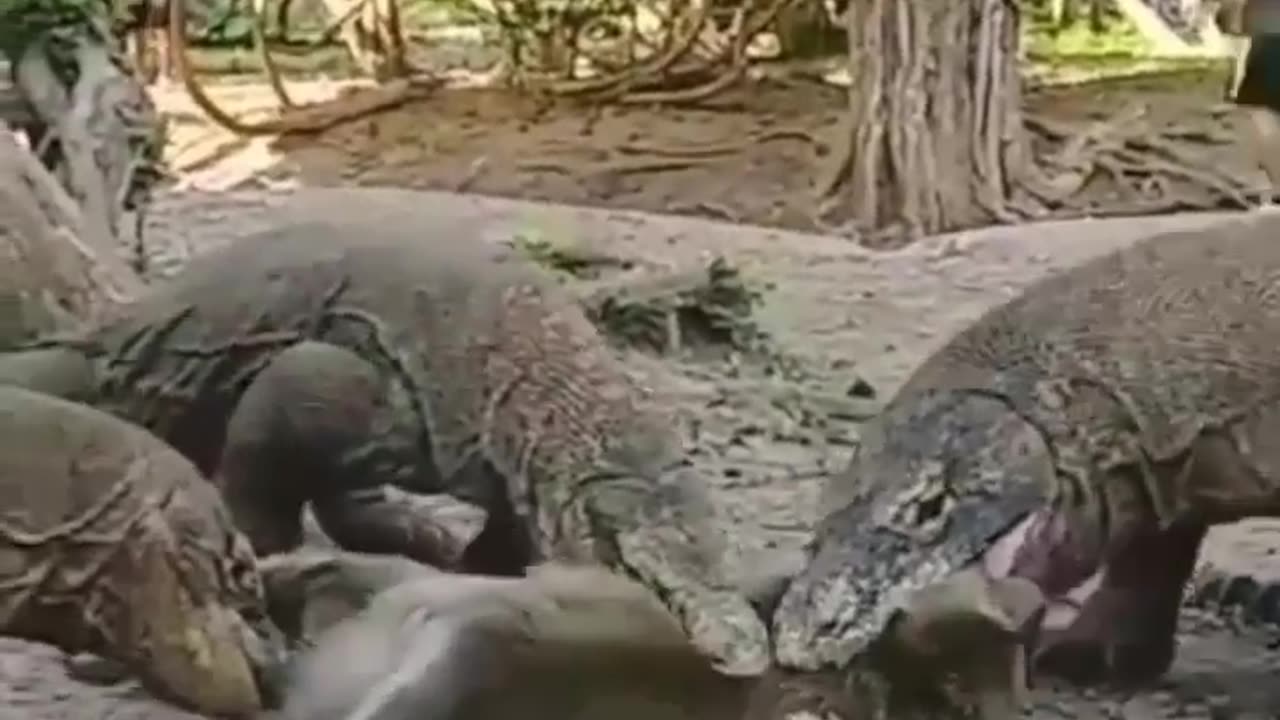 Komodo dragon