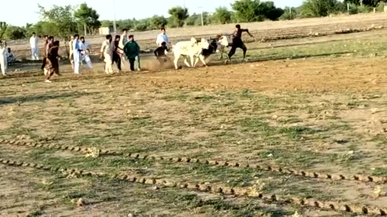 | Bull Race animals race funny clip