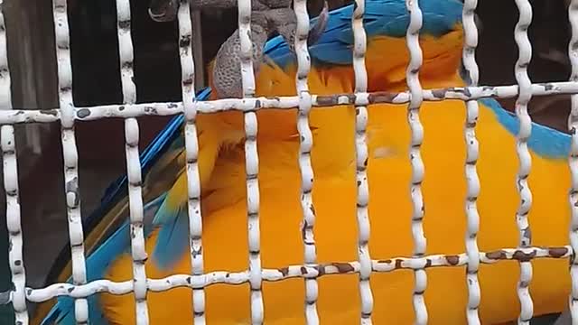 parrot in a cage