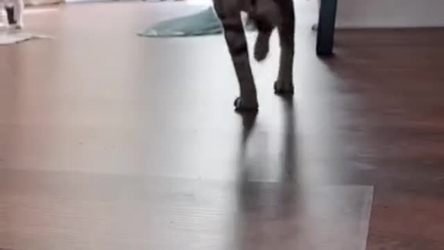 Each of the four legs has its own tube