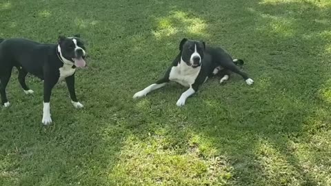 best friends playing .....