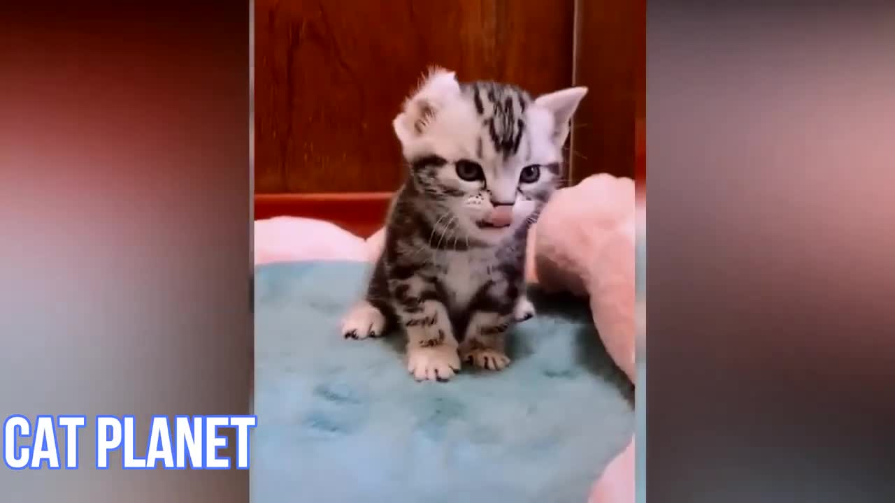 Cute & Funny Cat Videos To Keep You Smiling