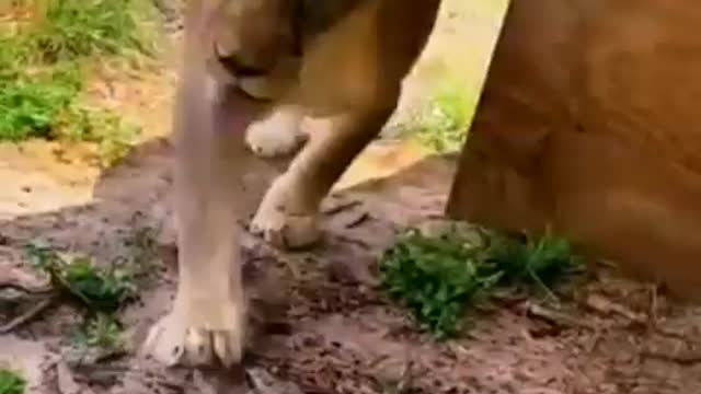 Jaguar and lion best friend |keluarga Binal part 25|