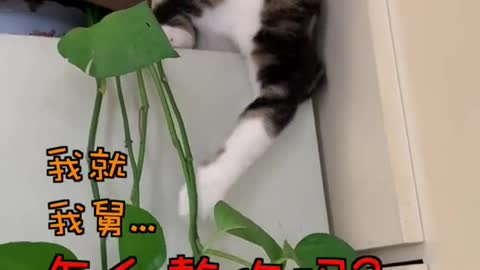 FUNNY CAT
