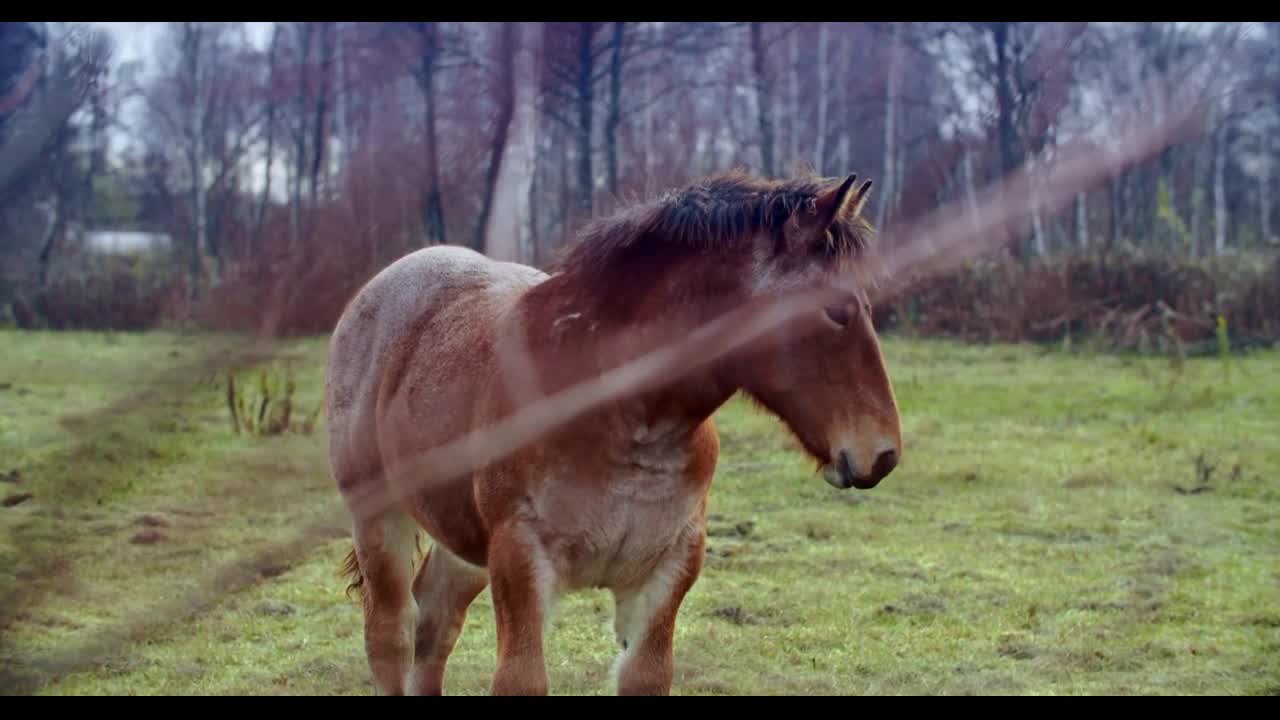 Beautiful red-haired brown horse eats grass