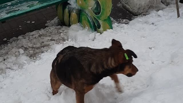 THREE DOGS HAVE FUN PLAYING IN THE SNOW ON NEW YEAR'S DAY 31.12.2021