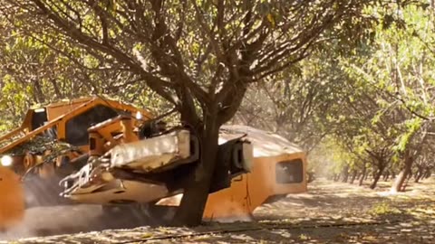 Tree Machine