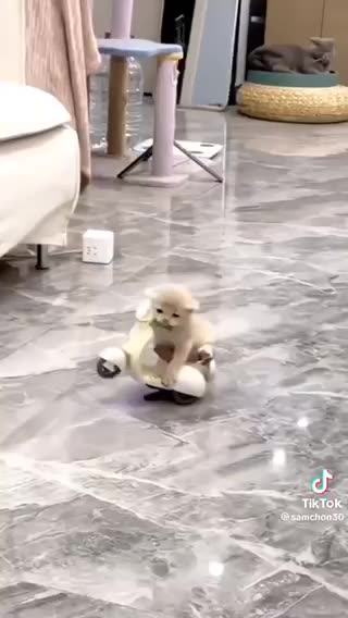 Funny kitten cat fun playful lovely funny