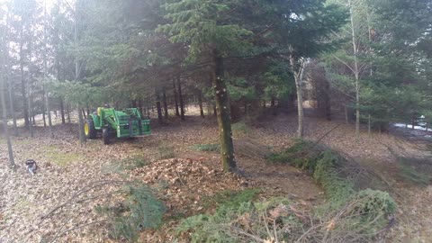 Felling LCLC Christmas Tree