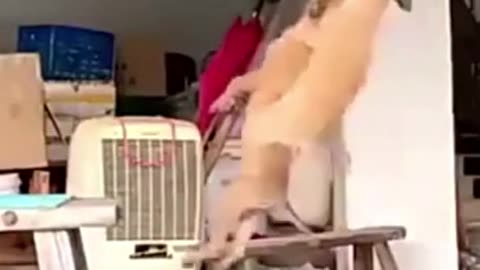 Dogs are swinging by holding the rope by mouth #shorts #viral #shortsvideo #video