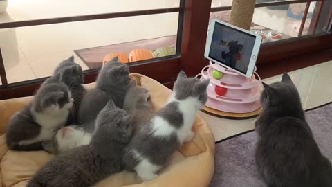 Why do cats like to watch Tom and Jerry