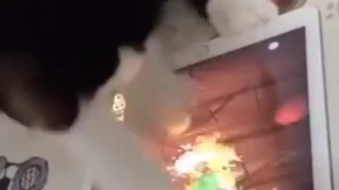 A true Fruit Ninja Master