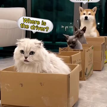 Cute cat ll viral video