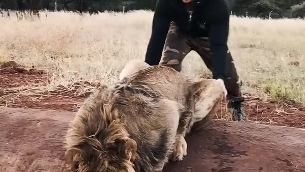Scaring a Lion 🦁