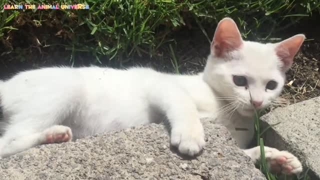 #Cute_cat #cute_animal #funny_video #cute_funny_video