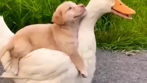 Dog & Goose