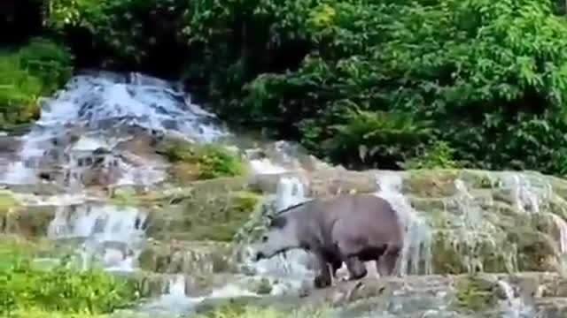 A serenidade de quem caminha pelo paraíso. 🐾🌱🌳 🎥: @