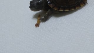 Baby box turtles first kill