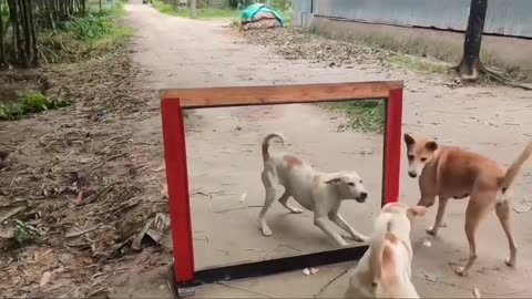 Dog mirror fight.....